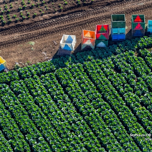 Israeli agriculture