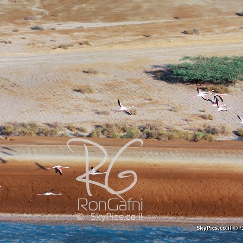Greater Flamingo (Phoenicopterus roseus), Red sea Eilat.

 
