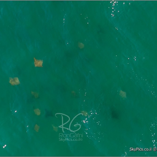להקה של מנטות - חתולי ים, בצילום מהאוויר