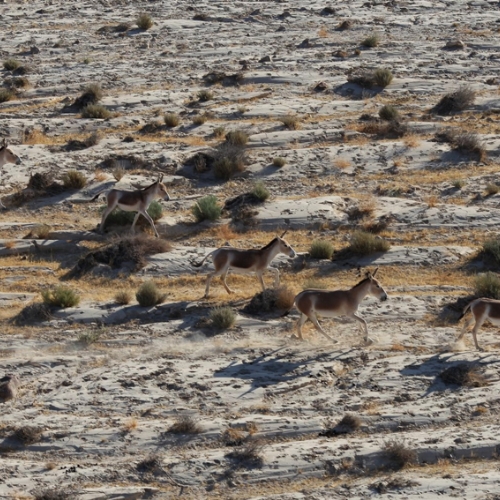 עדר פראים בנחל פארן ישראל בצילומי אוויר 